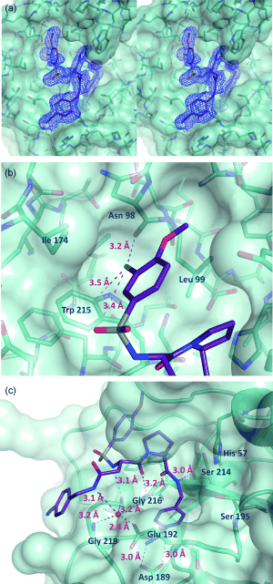 a) Stereo view of the complete inhibitor structure provided with its electron density in the active site of thrombin. Thrombin is shown with its solvent- accessible surface. b) The P4 sulfonyl residue is located in the aryl binding pocket. The chlorine atom points to the carbonyl oxygen of Asn 98 and accommodates a position above the indole moiety of Trp 215. The methoxy group perfectly fills the upper niche of the S3/4 pocket. c) The P3 side chain is directed into the solvent, where its amide NH binds via a bridging water molecule to Glu 192, Gly 216 and Gly 219.