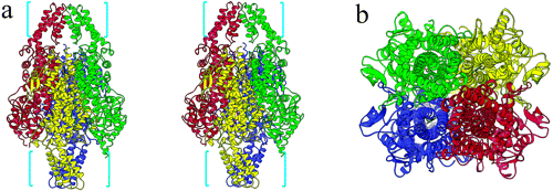 Image:Quaternary Structure.gif