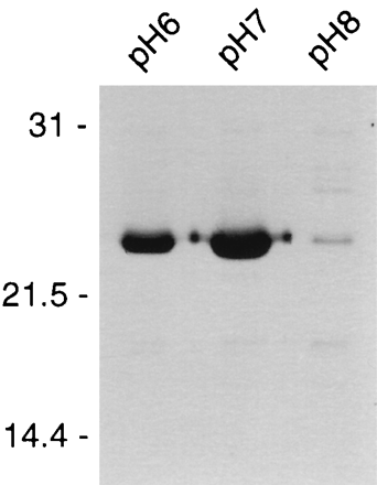 Image:Phexperiment.gif