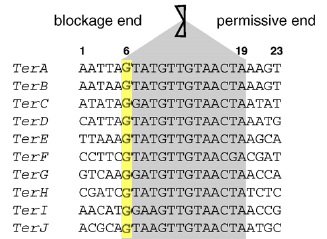 Image:Ter sites in E. coli.jpg