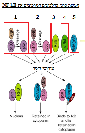 Image:סוגי חלבוני NFKB.png