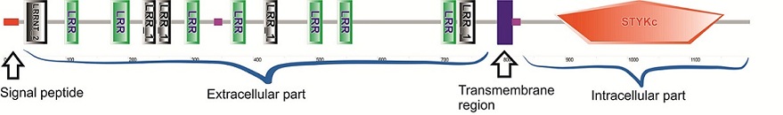 Domain structure of BRI1