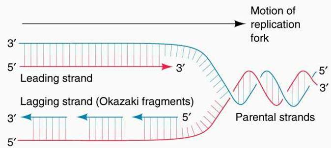 Image:Dna.jpg