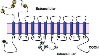 Image:OAT transporter.jpeg