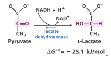 Image:Pyruvate to lactate.jpg