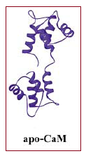 Image:Apocalmodulin.png