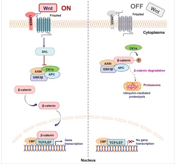 Image:Canonical wnt signaling pathway.jpg