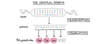 Image:Central_dogma1.png