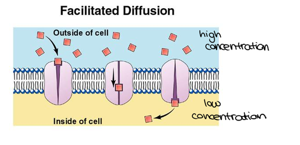 Image:Facilitated Diffusion.png