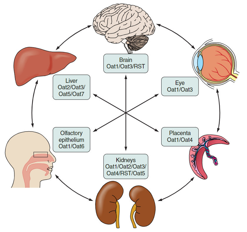 Image:organos.png
