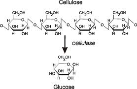 Image:Hydrolysis.jpeg