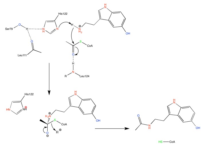 Image:ANAAT-mechanism his catalysis.jpg