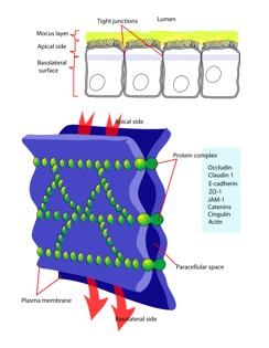 Image:occludinlocation.jpg