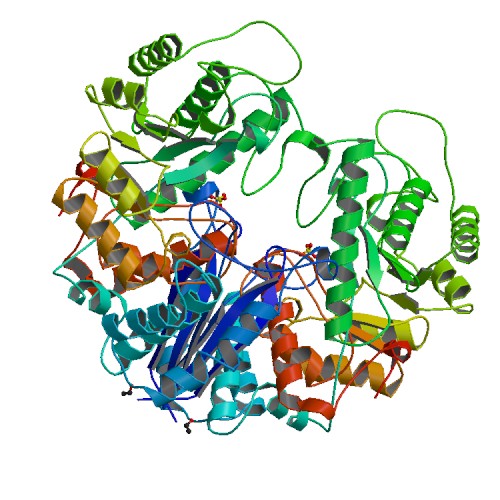 Image:Lobster Enolase .jpg