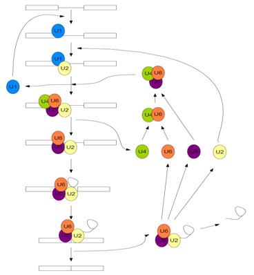 Figure 1. Movements of the snRNPs and steps in pre-mRNA splicing catalysis. The two rectangles represent exons and the piece initially connecting them is an intron.