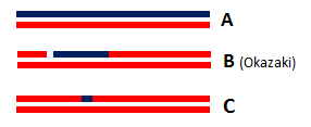 Figure 1 : Three types of RNA/DNA hybrids