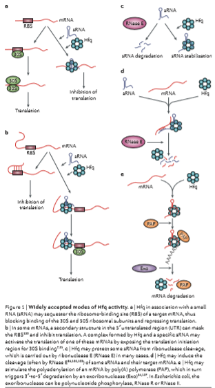 Image:Hfq_functions.PNG