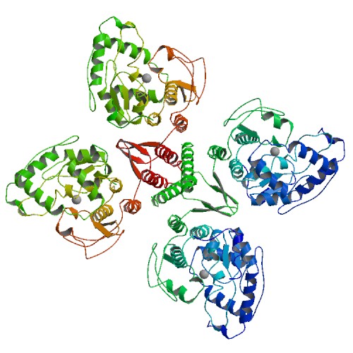 Image:2pah_bio_r_500.jpg