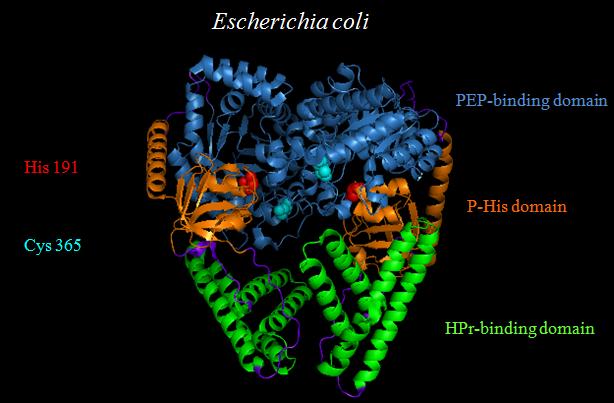 Image:Ecoli ok.jpg