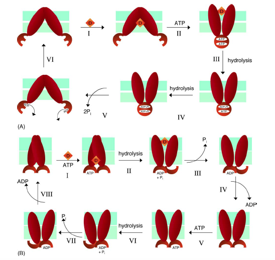 Image:ABCB6energetics.png