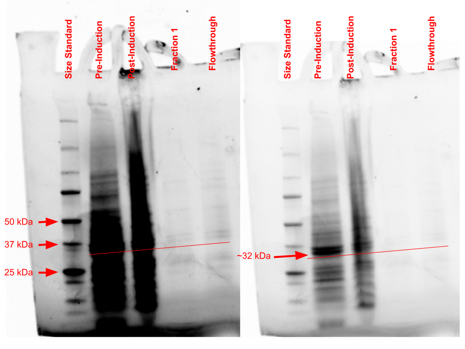 Image:Q8DN35 initial SDS-PAGE.png