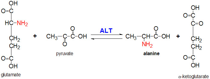 Image:Alt-reaction.jpg