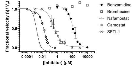 TMPRSS2 peptidase activity blocked by clinical protease inhibitors, with no inhibition seen for bromhexine.