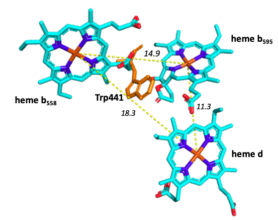 Image:Heme pic.png
