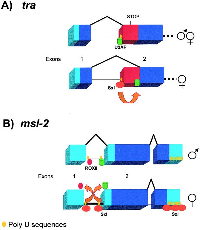 Image:mechanisms of alternative splicing.png