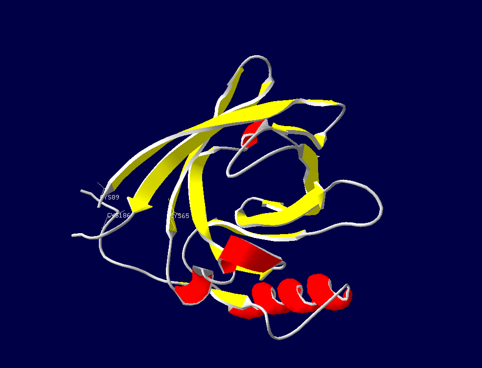 Lipocalin Prostaglandin D2 Synthase with Cys Residues (65, 89, & 186 labelled) necessary for ligand bonding & maintaining structure