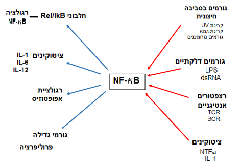 Image:פקטור שעתוק.png