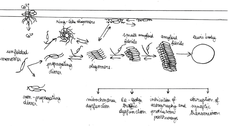 Image:Fibril.png