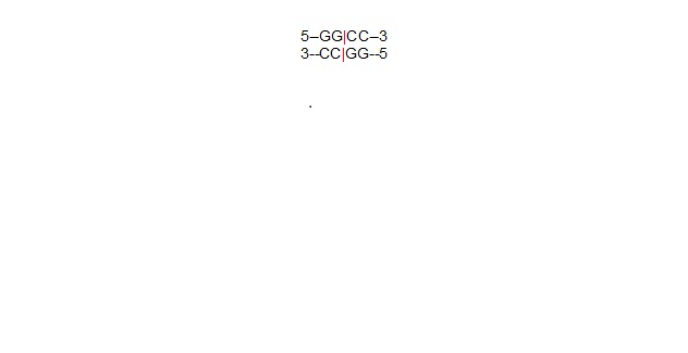 Image:אנזים חיתוך חלק.jpg