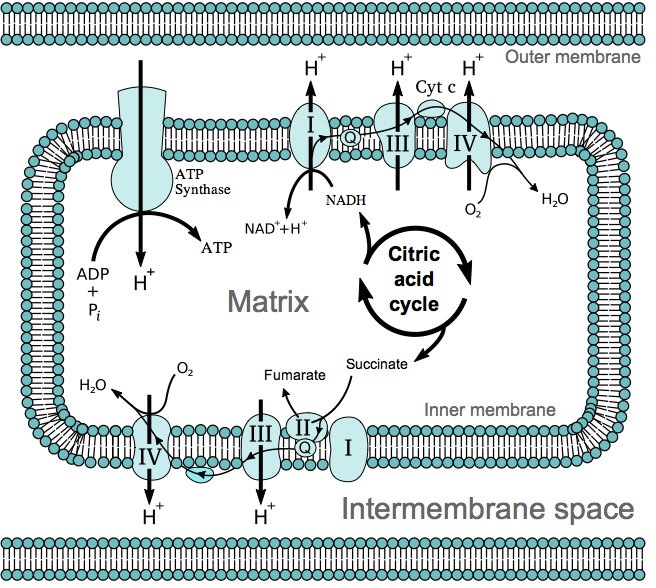 Image:Electron Transport.png
