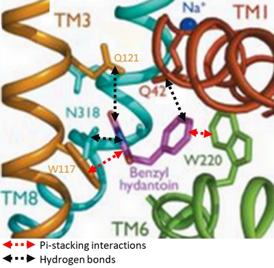 Image:Substrate binding site-.jpg