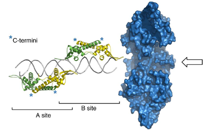 Image:Helicase approaching from B site.png