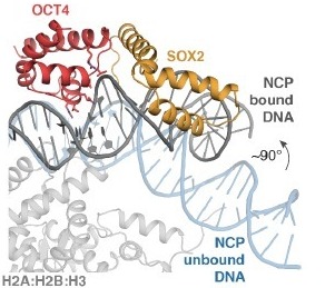 Image:Comparison of the unbound nucleosome DNA (blue) with the OCT4-SOX2 bound nucleosome structure (grey).jpeg