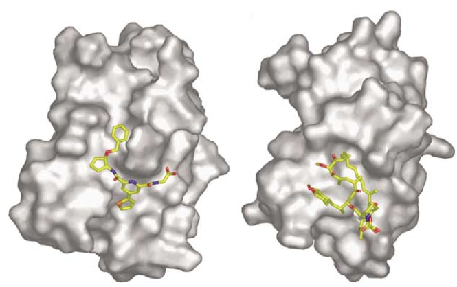 Image:FRB HTS-1 Rapamycin.png