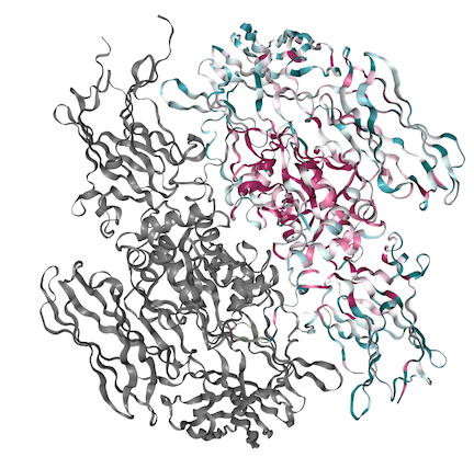 Image:FXIIIstructure_conserved.png
