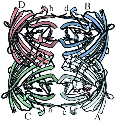 Image:Tetramer-interface.jpg