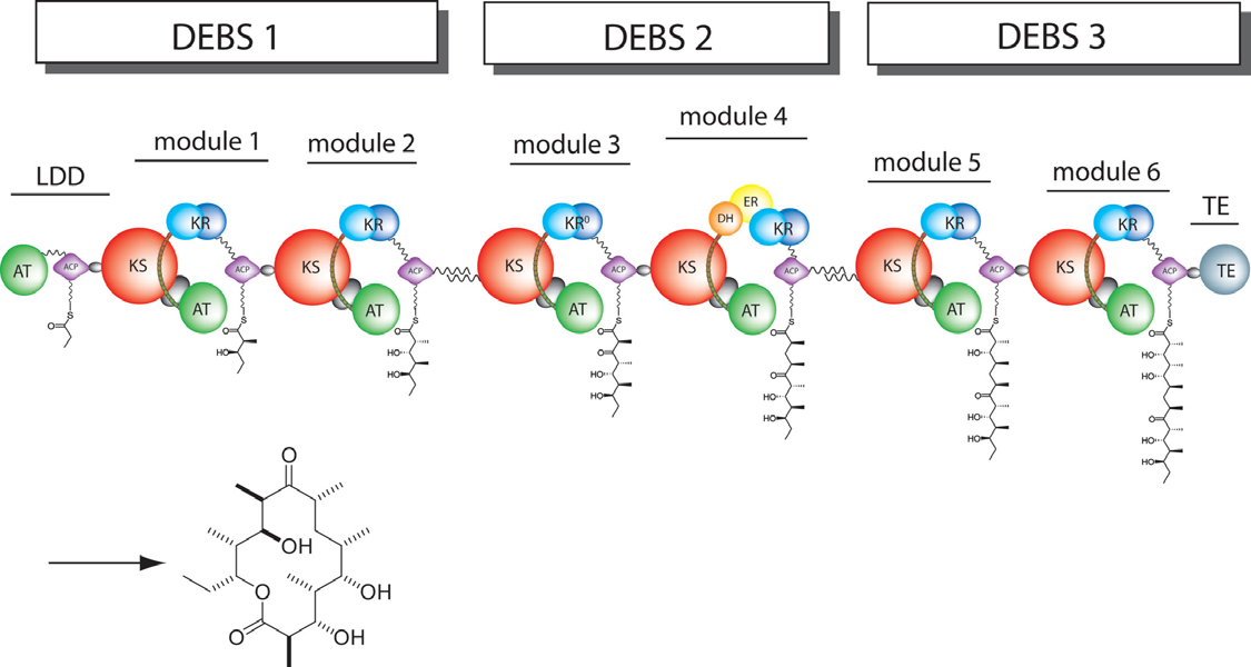 6-deoxyerythronolide B synthase (DEBS)