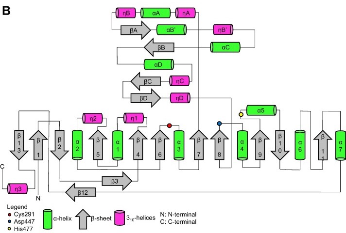 Image:Proteins-cs.jpg