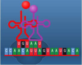 Image:תמונה3.png