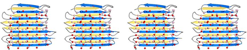 Fig. 5. Four water patterns, that could potentially independently bind the RiAFP to ice.Crystallographic waters are in red; simulation waters are in pink; dashed lines (black) represent potential hydrogen bonds