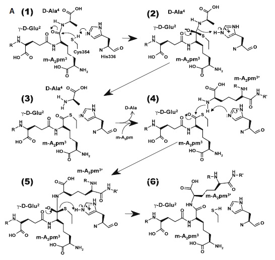 Image:Figure mode of action.jpg‎