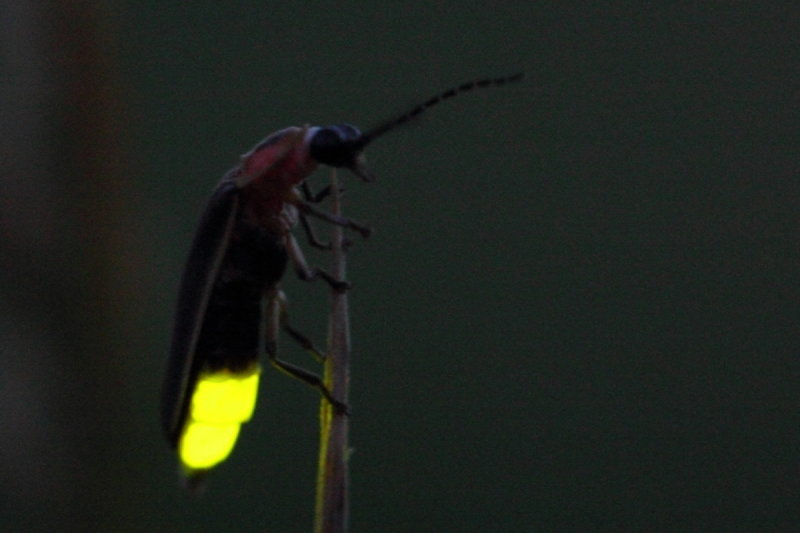 Image:Photinus pyralis.jpg