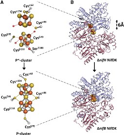 Figure 4. diagram showing the showing the conformational change involved in the mature P-cluster