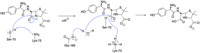 Image:Amoxicillin hydrolysis edited.png