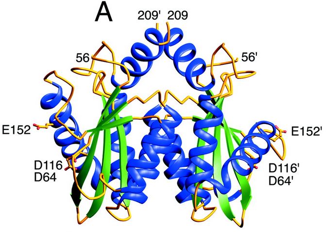 Image:Core enzyme.jpg