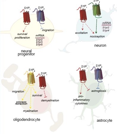 Fig22:  Expression of S1PR and responses by neural cells.  Neural progenitors express S1P1 and S1P2, neurons express S1P1 and S1P3, oligodendrocytes express S1P1 and S1P5, and astrocytes express S1P1 and S1P2. S1P1 couples exclusively to Gαi. S1P2 and S1P3 can couple to GαI, Gα12/13, or Gαq, and S1P5 can couple to GαI or Gα12/13(1).